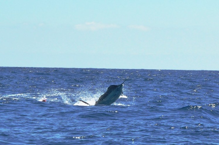 614552_463715617002337_565533681_o