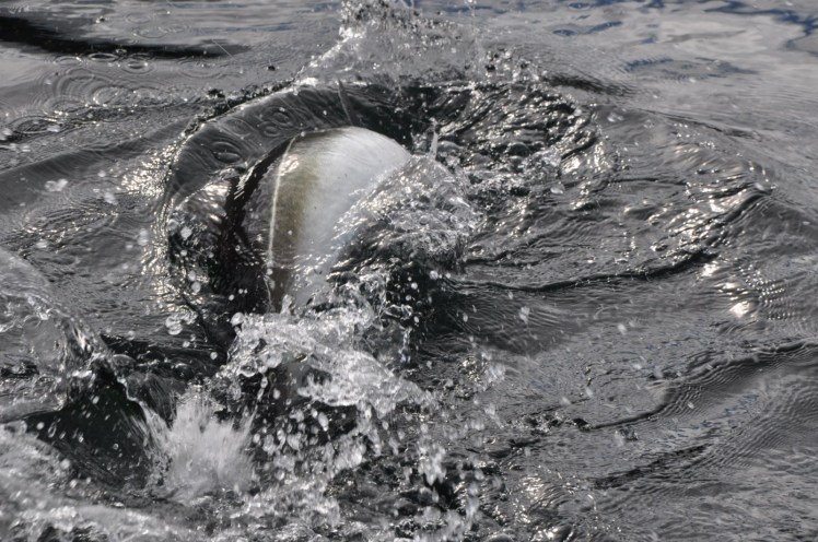 Norway 2011 293 [1600x1200]