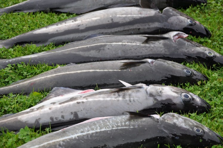 Norway 2011 980 [1600x1200]