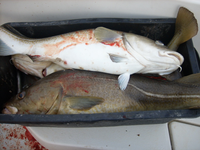 oy6injdic7q64zdvtdno