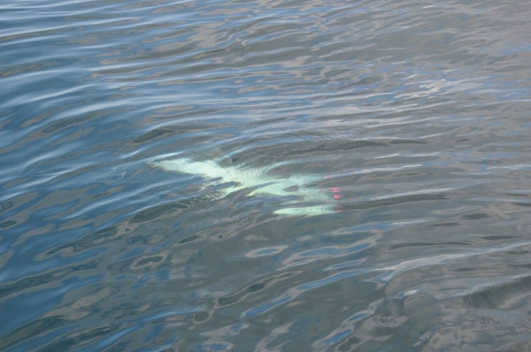 Tansania 1 817 [1600x1200]