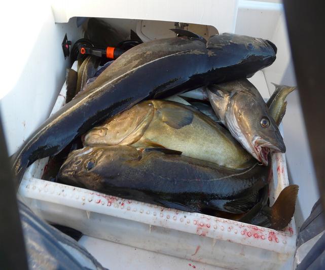 _wsb_641x533_teamt1kabelvag353qp9