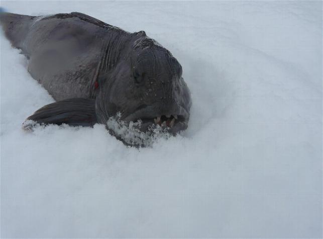 _wsb_643x475_Hav$C3$B6y3+064+$5BDesktop+Aufl$C3$B6sung$5D