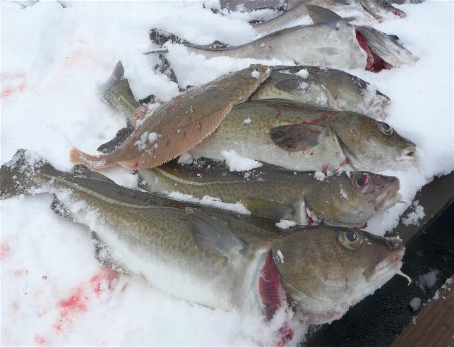 _wsb_643x492_Hav$C3$B6y3+073+$5BDesktop+Aufl$C3$B6sung$5D