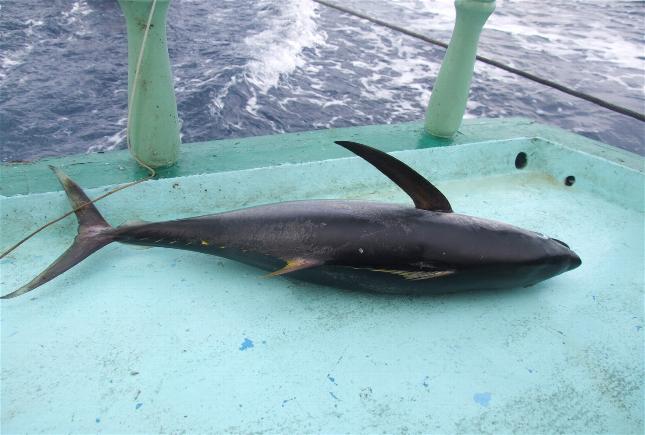 _wsb_645x435_DSCF4655+$5BDesktop+Aufl$C3$B6sung$5D