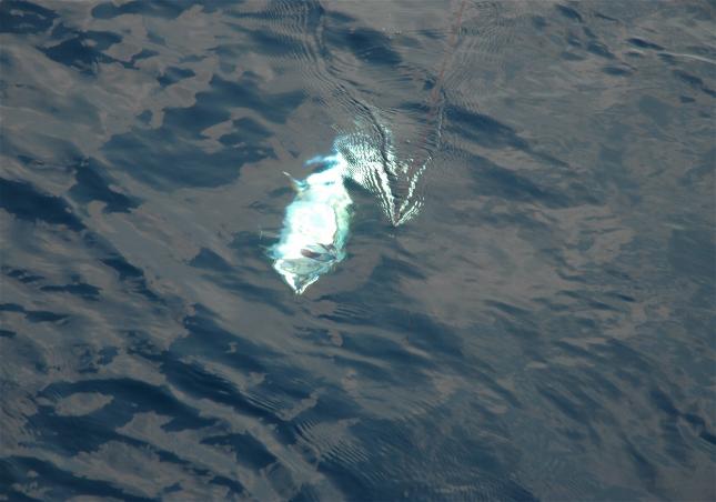 _wsb_645x452_DSC_0201+$5BDesktop+Aufl$C3$B6sung$5D