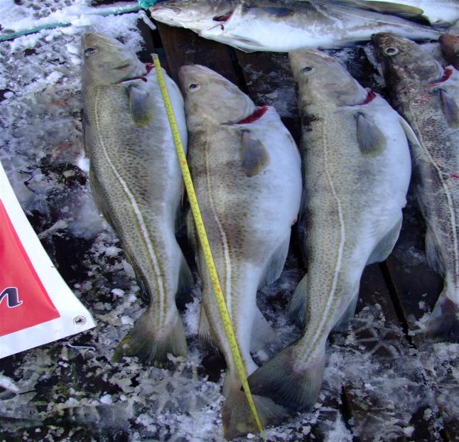 _wsb_646x622_Hav$C3$B6y3+142+$5BDesktop+Aufl$C3$B6sung$5D