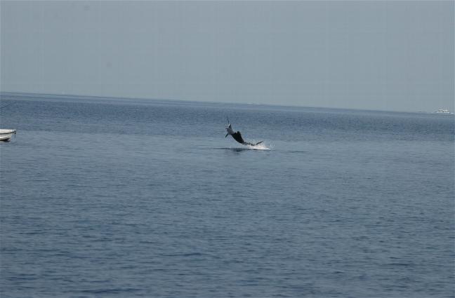 _wsb_648x425_DSC_0153+$5BDesktop+Aufl$C3$B6sung$5D