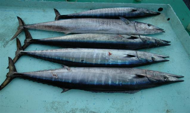 _wsb_638x380_DSC_0626+$5BDesktop+Aufl$C3$B6sung$5D